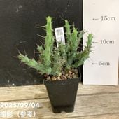 ユーフォルビア ラムローサ 2.5号｜観葉04-PA | 観葉・多肉 | 赤塚