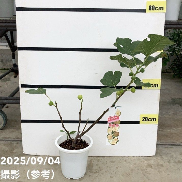 果樹,イチジクの購入なら赤塚植物園オンライン 花の音｜花苗