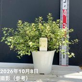 700〓超希少Peritassa laevigata 熱帯果樹【限定1鉢】 お買い得！1/5まで】＜実付き柑橘＞カンダシトラスファームさん 甘