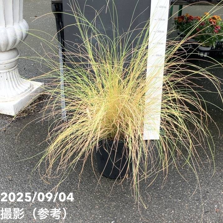 ミューレンベルギア レバコニー 7号ポット|草花04-PA