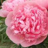 芍薬 シャクヤク 7号 極光｜草花04-PA | 草花,芍薬・牡丹 | 赤塚植物園