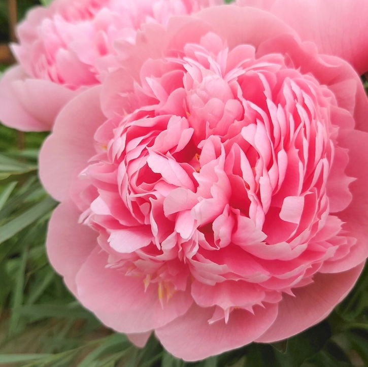 芍薬 シャクヤク 7号 エッチドサーモン｜草花10-TU