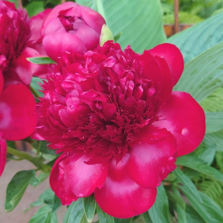 芍薬 シャクヤク 7号 レッドチャーム｜草花10-TU