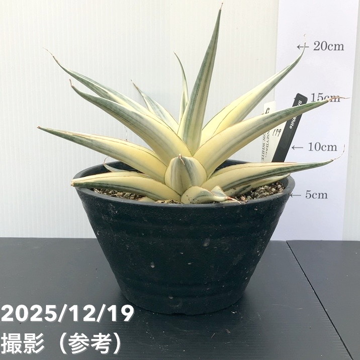 観葉・多肉,サンセベリア,1点物の購入なら赤塚植物園オンライン 花の音