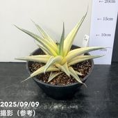 サイカス カイルンシアナM2 サイカス カイルンシアナM2