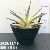 超絶希少❗️サンスベリア　雪女✨ 激レア！現品お届け】サンスベリア 3.5号 雪女 ユキオンナ プラ鉢