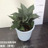 期間限定10％OFF！】【限定2鉢】サンスベリア 3号 バイフメイ Bai Fu