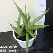 現品お届け】サンスベリア 3.5号 ロイヤルクラウン（子株）（S44