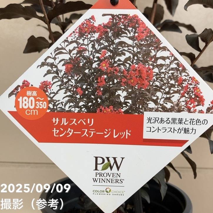 PW サルスベリ センターステージ レッド 5号｜花木04-PA