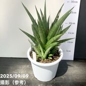 限定2鉢】＜子株付き充実株＞サンスベリア 5号 タワーブルー Tower