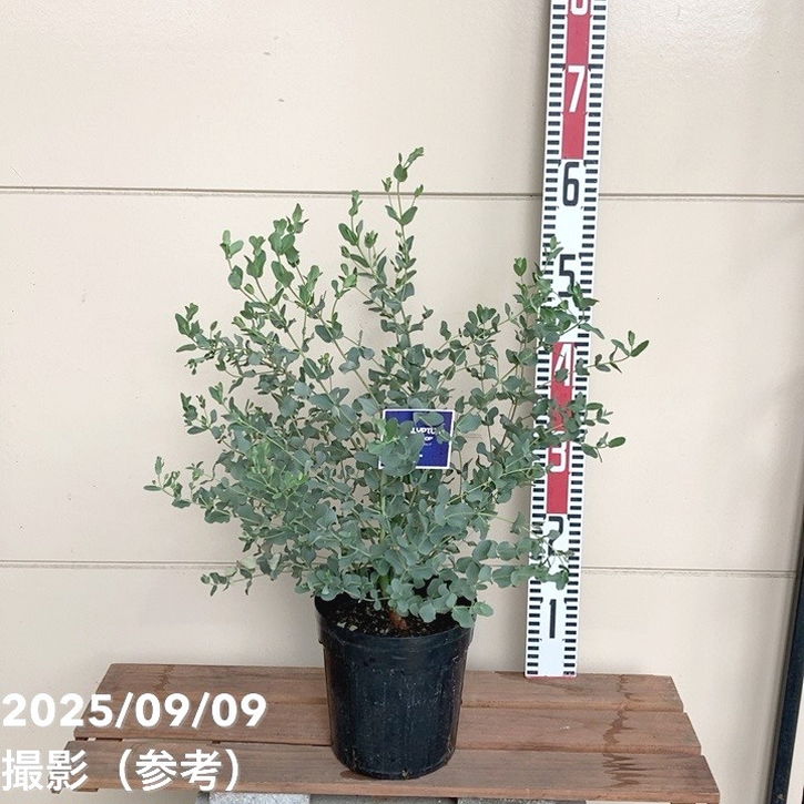 ユーカリ シルバードロップ 5.5号｜花木04-PA