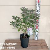 旅人の木A級品 ７節 旅人の木A級品4節 | MADE in Nature 1shigaki