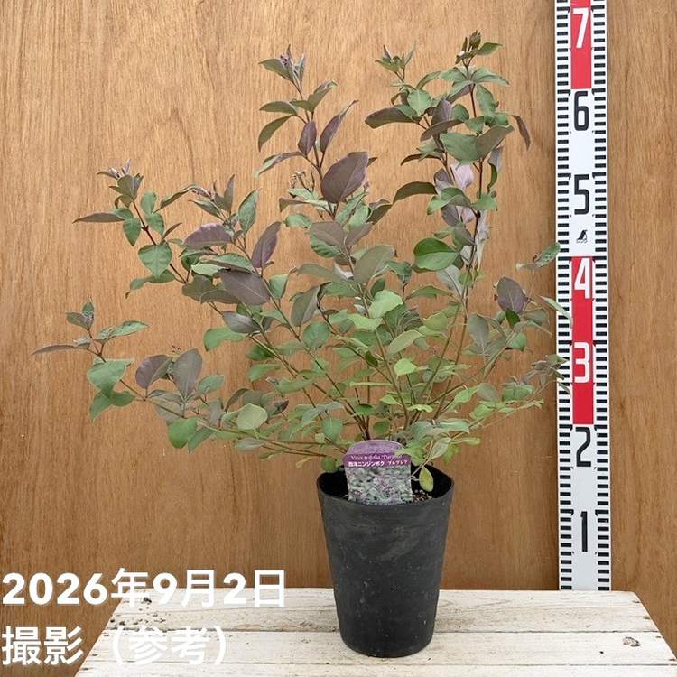 西洋ニンジンボク プルプレア 5号|花木04-PA