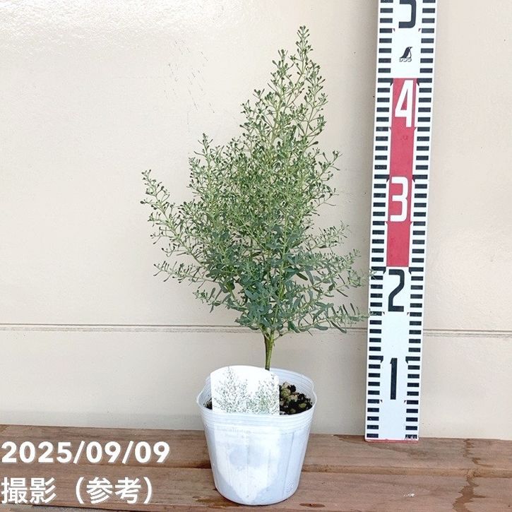 大きめ♡ ユーカリポポラス　ホワイト陶器鉢植え　苗木　シンボルツリー 大きめ♡ ユーカリポポラス ホワイト陶器鉢植え 苗木 シンボル