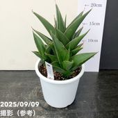 サンスベリ　マーシャンダ ホワイト 現品お届け】サンスベリア 4号 マンタ 白プラ鉢仕様（S56