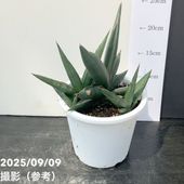 限定2鉢】＜子株付き充実株＞サンスベリア 5号 タワーブルー Tower