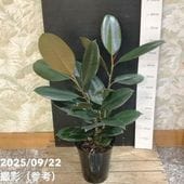 オペルクリカリア デカリー 4号｜観葉04-PA | 観葉・多肉 | 赤塚