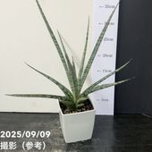 サンスベリア 8号 ゼラニカ プラスチック鉢仕様｜s200｜観葉02-D2