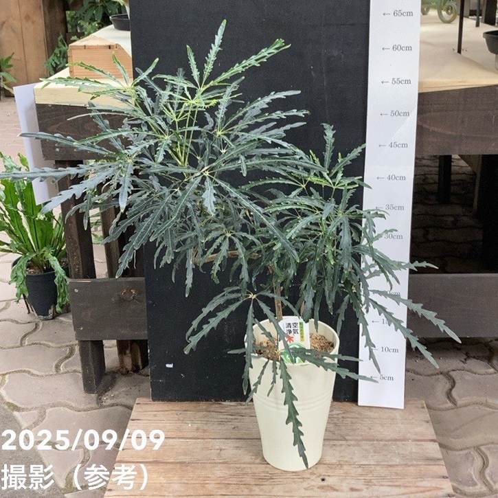 グリーンアラレア 5号｜観葉04-PA