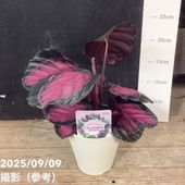 アンスリウム ジャングルキング 4号 アンスリウム ジャングルキング｜Anthurium crassinervium | DESERT INC.