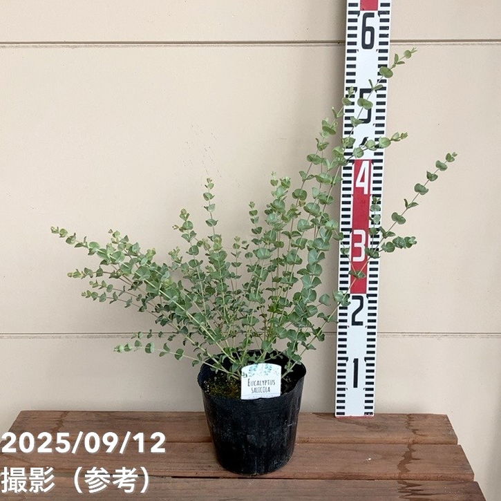 ユーカリ サリコーラ 5号｜花木04-PA