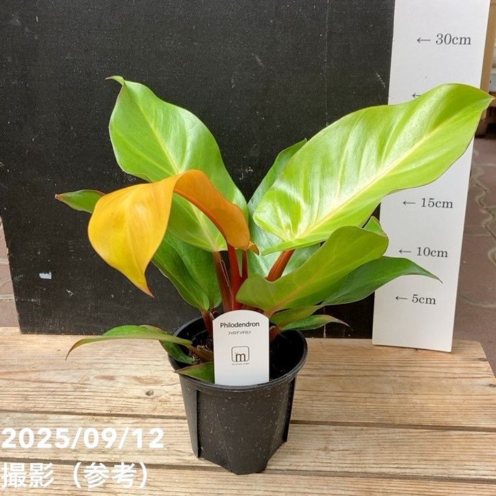 フィロデンドロン レッドムーン 3.5号｜観葉04-PA