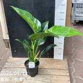 現品お届け】フィロデンドロン カローサム（カロッスム）4号