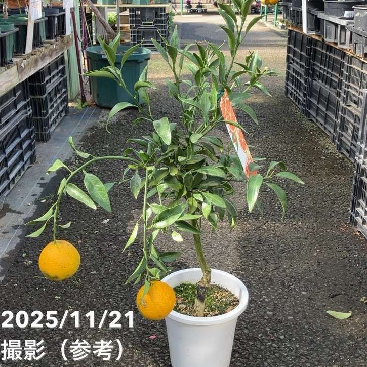 果樹,柑橘,ミカン・オレンジの購入なら赤塚植物園オンライン 花の音