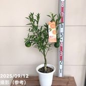 の*ん様 みかんの木（未成熟果実付き）シークワーサー 000000049021-02-l.jpg?t=