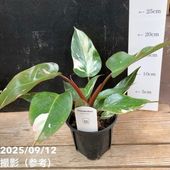 現品お届け】フィロデンドロン カローサム（カロッスム）4号