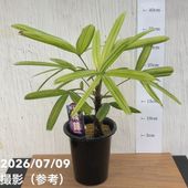 観音竹　白雪の宝　現品限り　激安 決算P5倍！10%OFF！8/2まで】観音竹 白雪の宝 4号｜観葉10-TU | 観葉