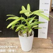 パキラ ミルキーウェイ 6号 色白さん 観葉植物 大型 658 パキラ ミルキーウェイ 6号 色白さん 観葉植物 大型 658 - メルカリ