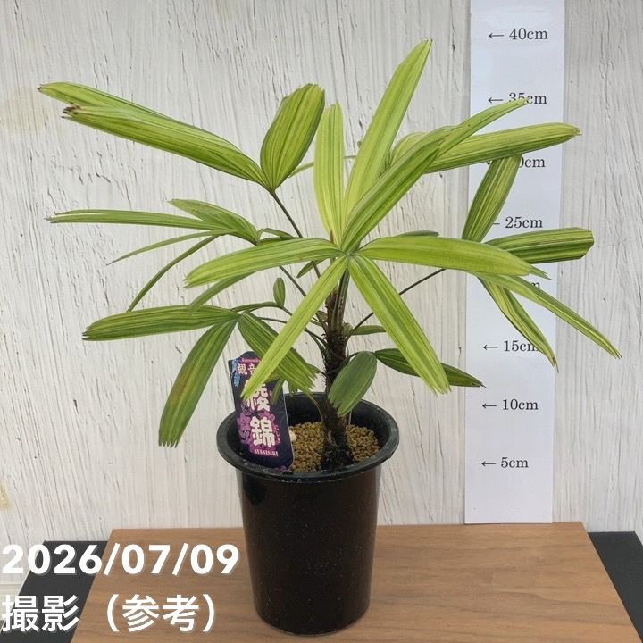 【夏セール対象商品】観音竹 綾錦 4号|観葉10-TU