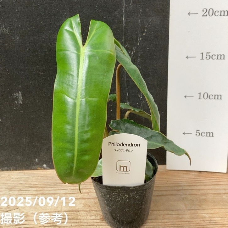 フィロデンドロン ビレッティア 2.5号｜観葉04-PA