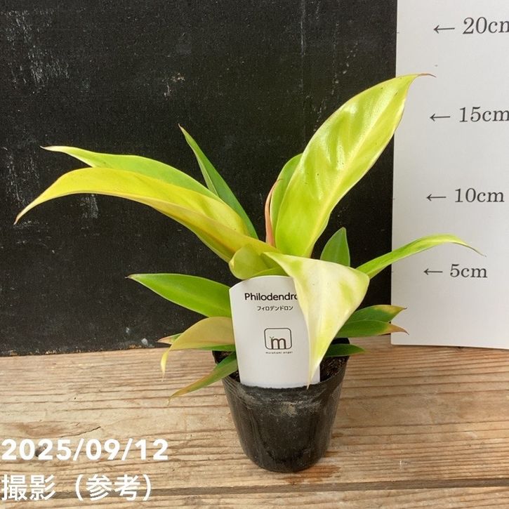 フィロデンドロン プリンスオブオレンジ 2.5号｜観葉04-PA