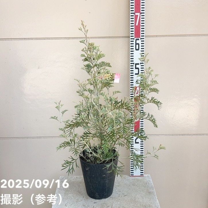 サルフレア 苗 大型170cm❗綺麗な葉色 クリームイエロー コニファー