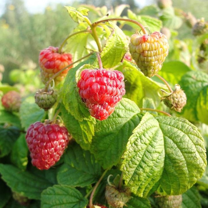 ラズベリー ヤミー 4号ポット メリクロン苗｜果樹10-TU