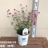 higuさん専用　フランスブルーレンガン　白テープ higuさん専用 フランスブルーレンガン 白テープ 苗木・植木