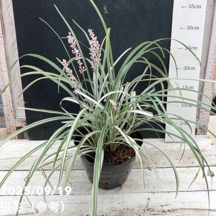 ヤブランシルバードラゴン 5号｜草花04-PA