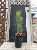 現品お届け】リューコスペルマム サクセスフル 7号｜花木10-TU | 花木