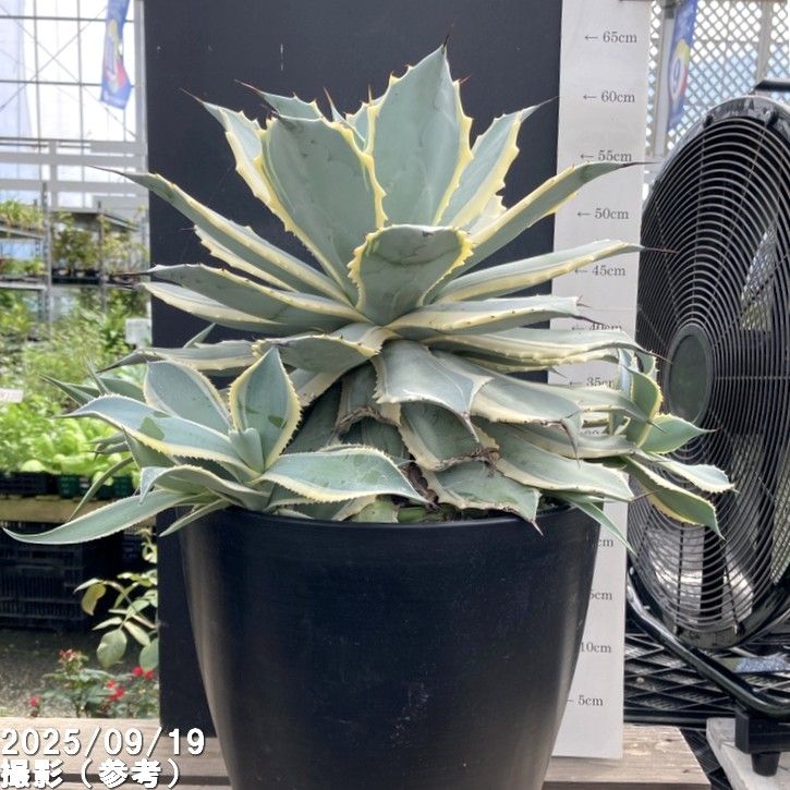 □キーワードから探す,ドライガーデンの購入なら赤塚植物園