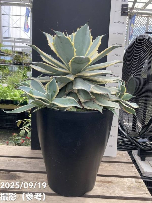 スカル鉢　モヒカン又はボンバータイプ◇ドライガーデン多肉サボテン　ユッカ　アガベ スカル鉢 モヒカン又はボンバータイプ◇ドライガーデン多肉