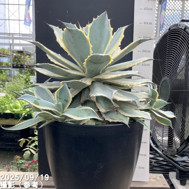 アガベ 9号 ポタトラム 雷神錦 特大株｜s200｜観葉04-PA