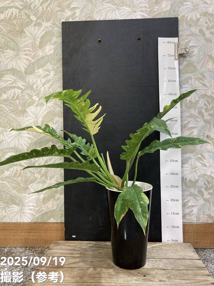 フィロデンドロン リングオブファイヤー 5号｜観葉04-PA