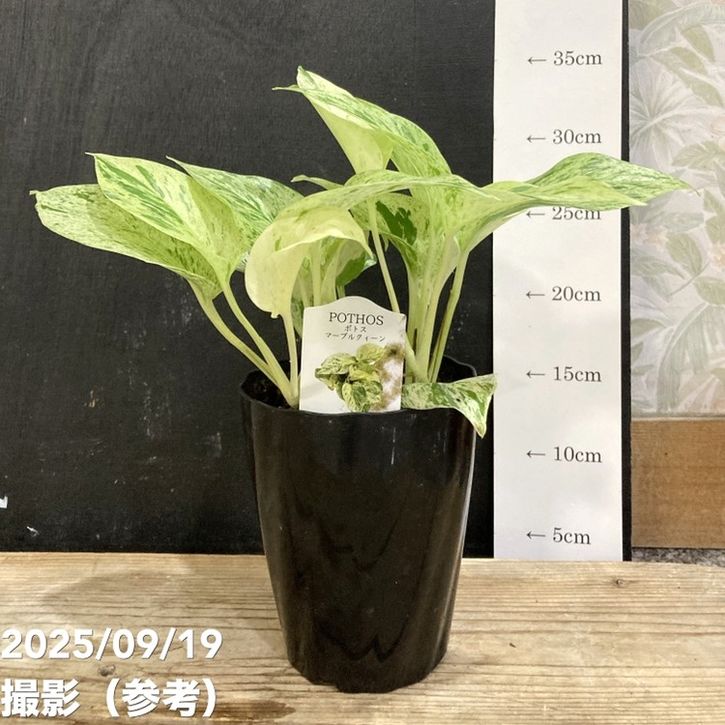 ポトス マーブルクイーン 4号｜観葉04-PA