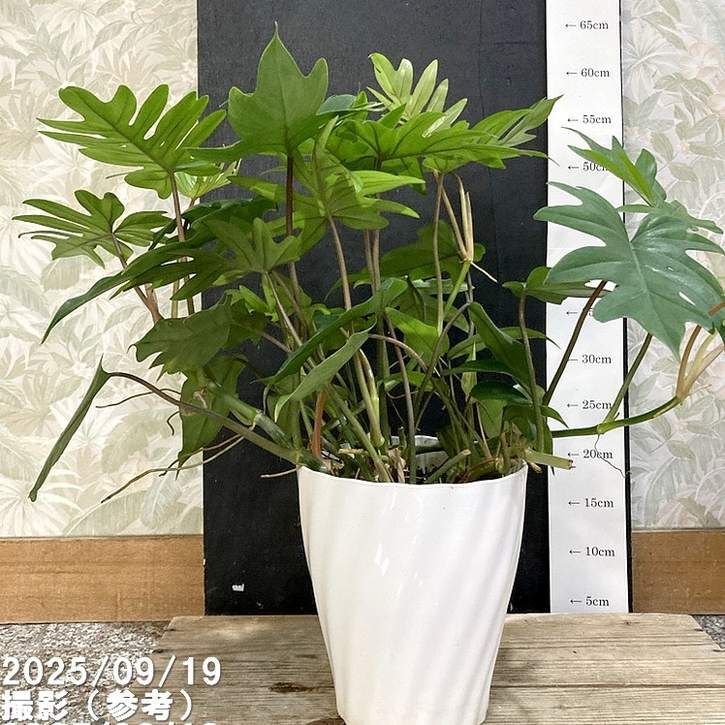 超希少な☆フィロデンドロン ハイブリッド☆斑入りA56 超希少な