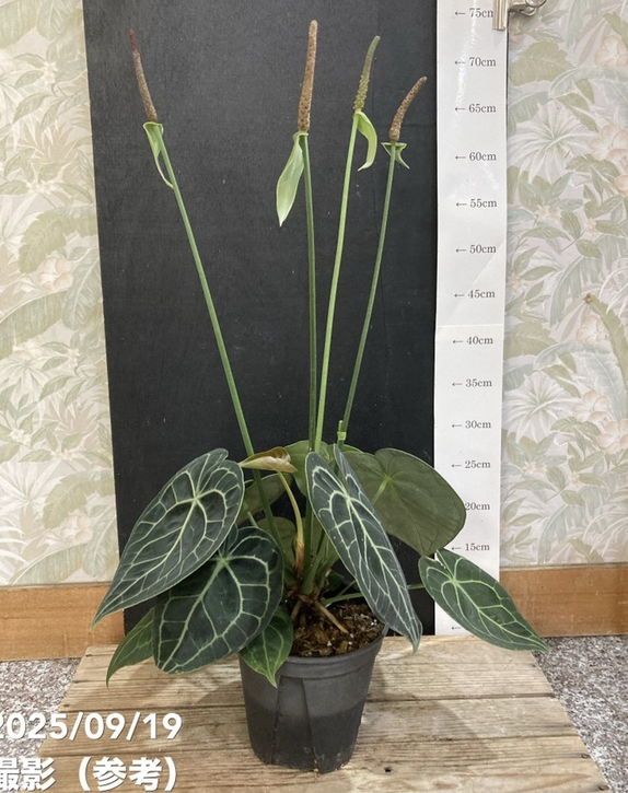 アンスリウム グイルディンキー 5号鉢 アンスリウム グイルディンキー - メルカリ