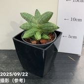 テコフィレア シアノクロッカス 2球入り×2袋セット｜球根04-PA | タネ