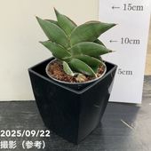 ❇️確認用❇️ブラックプリンス錦ファミリー❇️ ブラックプリンス錦②｜🍀GreenSnap（グリーンスナップ）