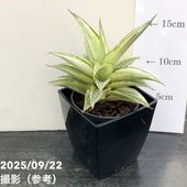 サンスベリア 3.5号 ガブリエラホワイト バリエガータ 斑入り プラ鉢